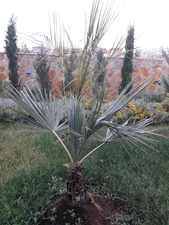 Palm Paradise Stobreč المظهر الخارجي الصورة